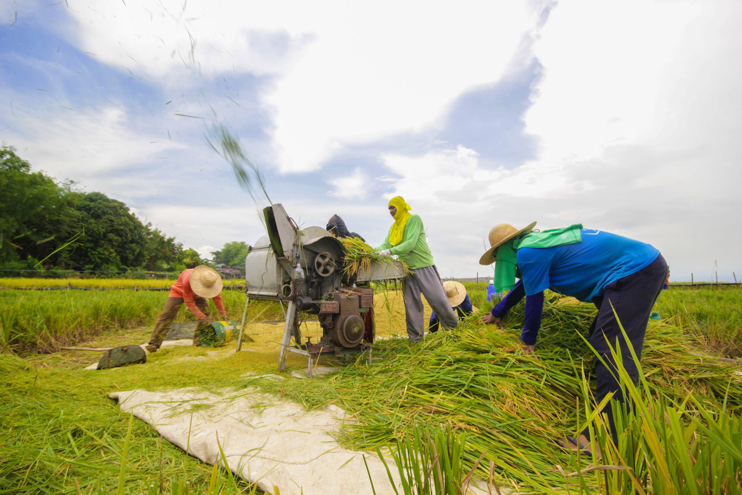 Philippine Rice Field Harvest