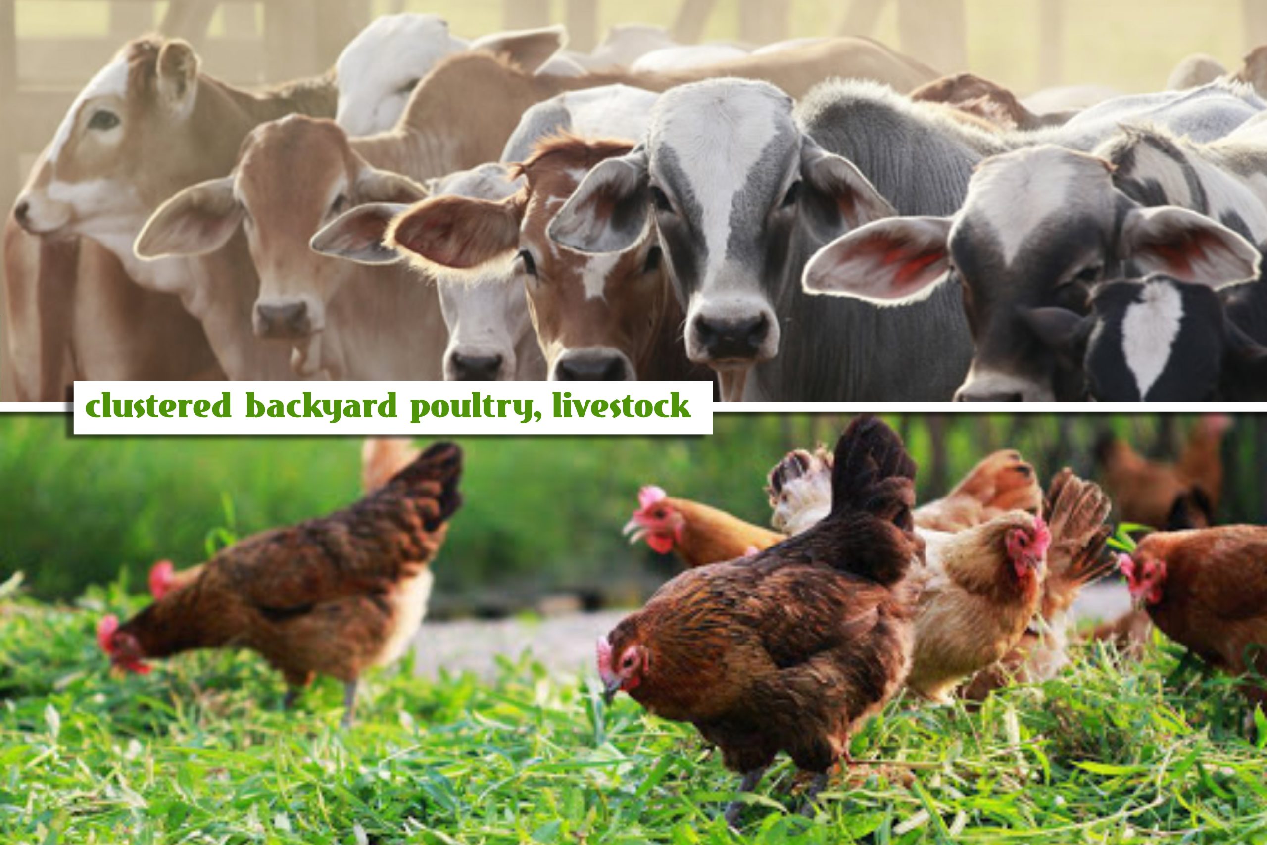 DA to support clustered backyard poultry, livestock farms | Official Portal  of the Department of Agriculture