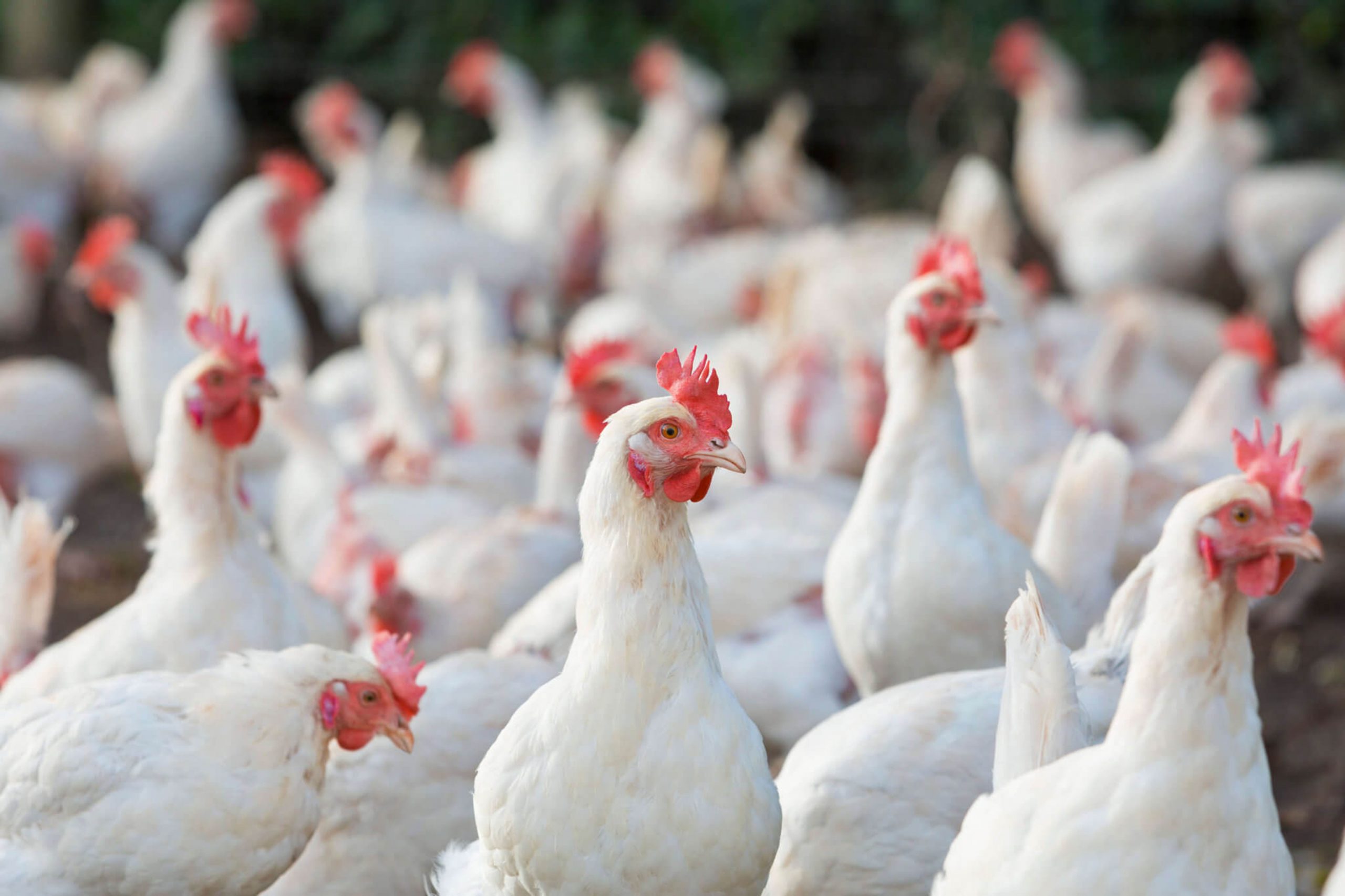 Phl declared bird flu-free | Official Portal of the Department of  Agriculture