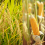 Palay, corn harvests grow slightly in Q1 2022 – PSA