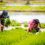 Agri dep’t continues to distribute support to rice farmers