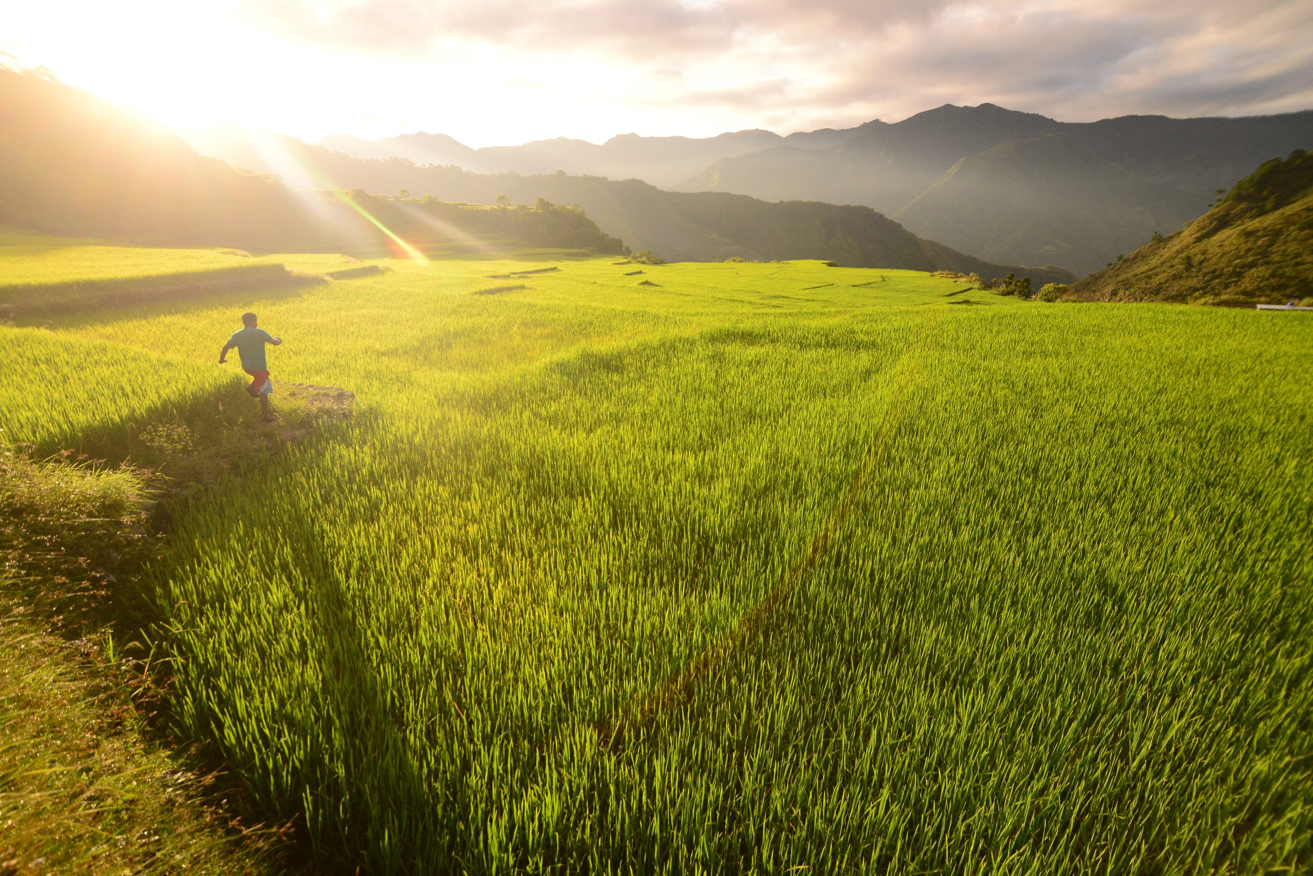 Phl rice production remains high despite big challenges | Official Portal  of the Department of Agriculture