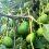 Philippines gains Korean market access for fresh Hass avocado